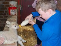 Lambies 011  feeding time. : Lambies